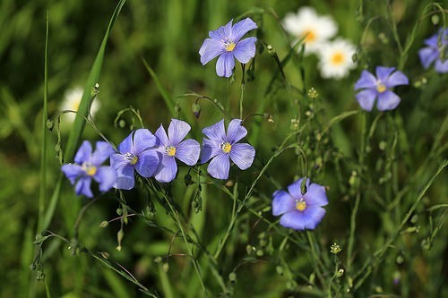 spring flowers